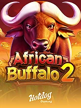 African Buffalo 2